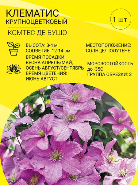 Клубни Клематис, Клематисы купить по выгодной цене в интернет-магазине ...