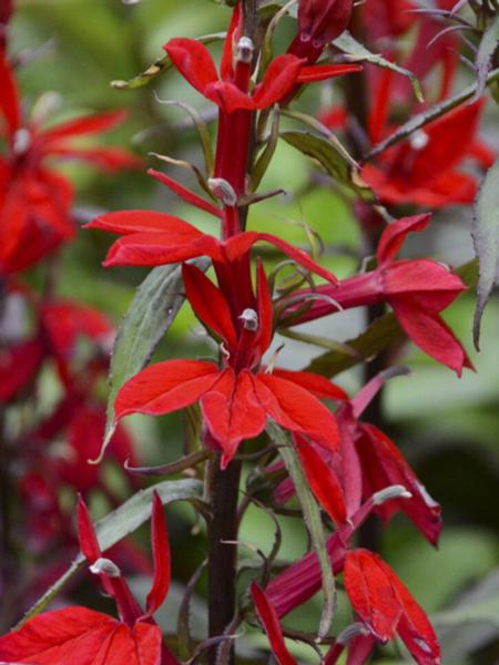 Лобелии Лобелия_"Queen Victoria Scarlet" (Многолетняя блестящая ...