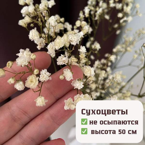 Букет из сухоцветов Гипсофила, 50 см, 20 гр, 1 шт купить по выгодной ...