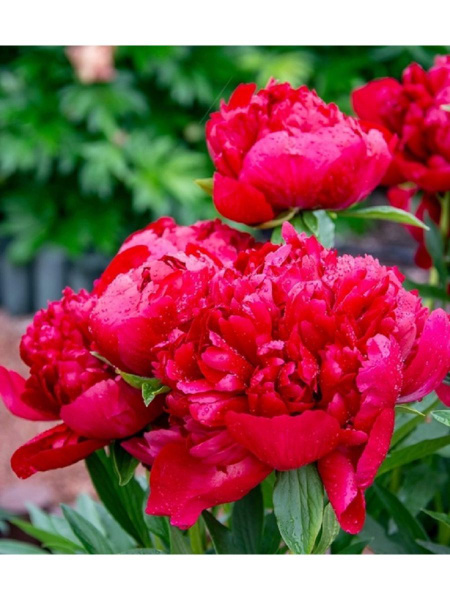 Клубни Пионы EYWA купить по выгодной цене в интернет-магазине OZON ...