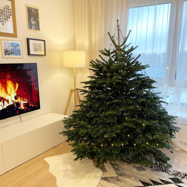 Yolochnaya Елка живая, 125-150 см - купить с доставкой по выгодным ...