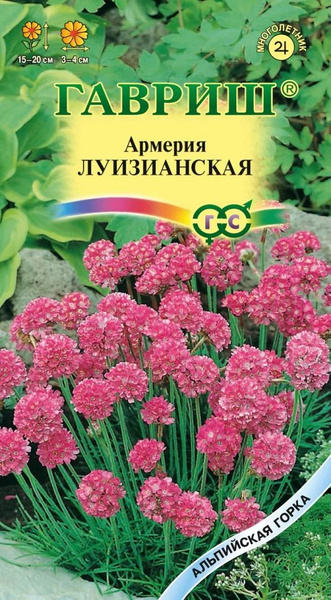 Гавриш цветок как выглядит Армерия Гавриш Армерия - купить по выгодным ценам в интернет-магазине OZON (1402