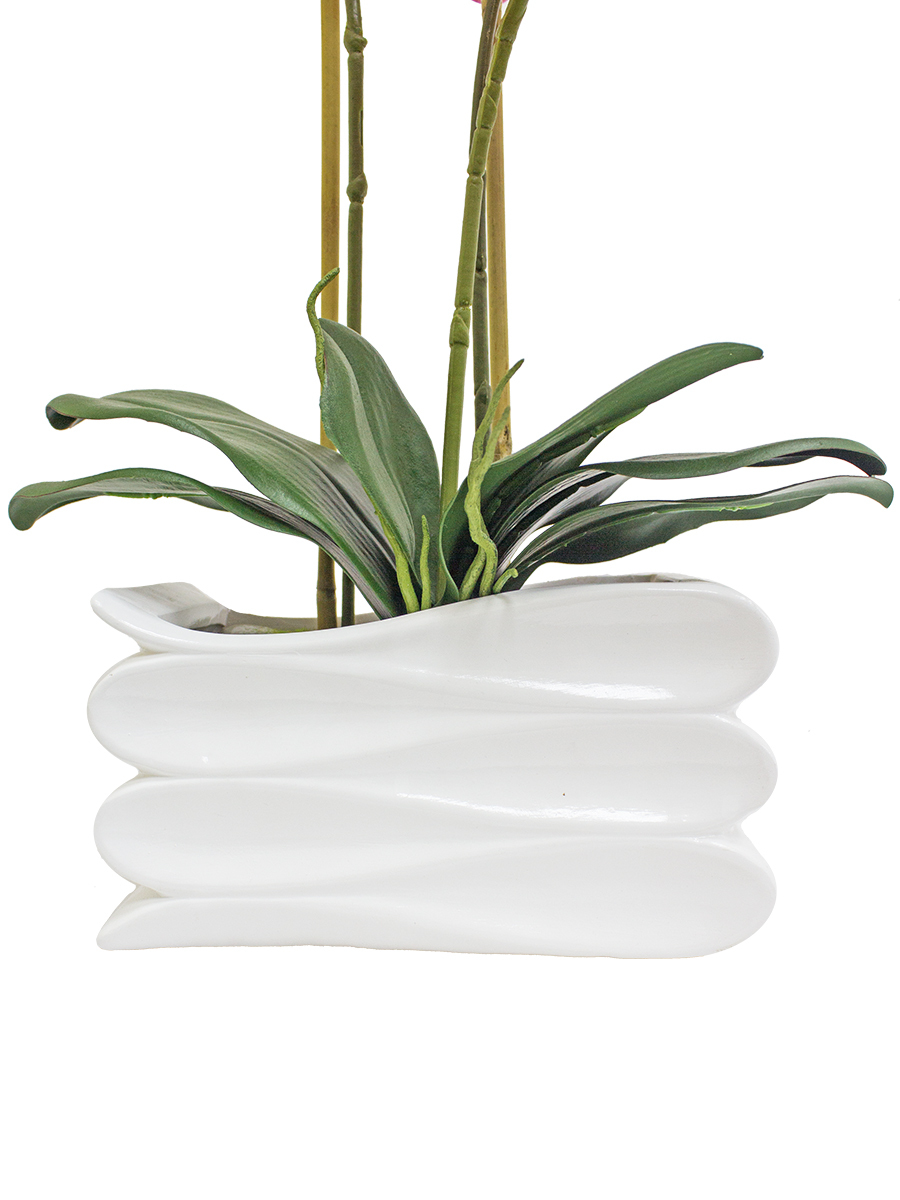 Фаленопсис монтеррей пелорик. Фаленопсис пасадена. Орхидея елец. Цветочный магазин коммунаров елец. Орхидея елец.