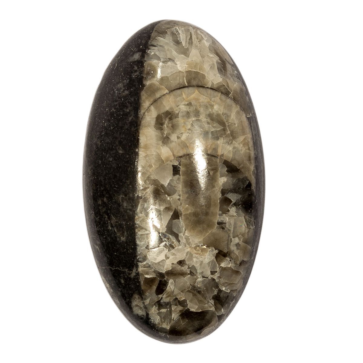 14 stone. Кабошон окаменелый ортоцерас что это. Ортоцерас камень. Поделочный коричневый камень ортоцерас. Orthoceras моллюск.