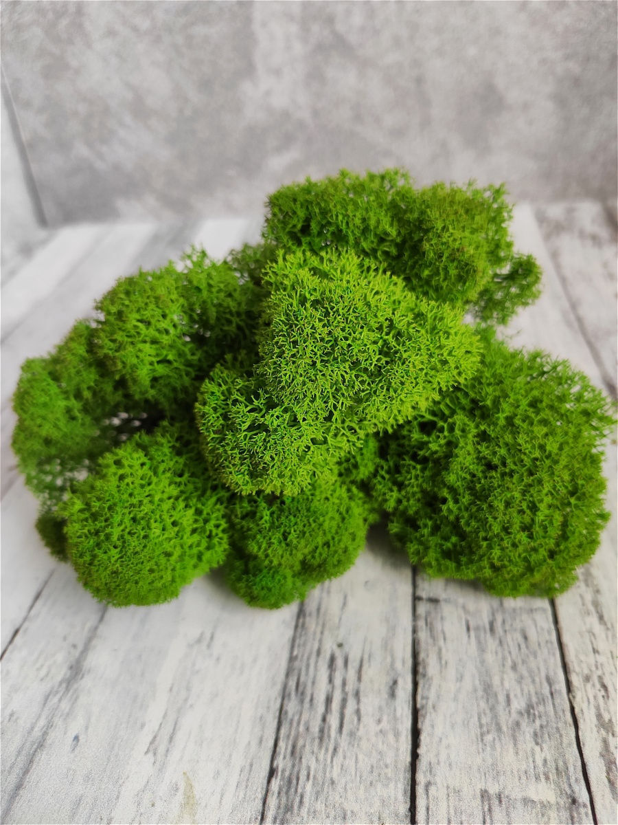 Мох в магазине. Мох для макета. Текстура мха майнкрафт. Мох для 3d max. Мох стилизация.