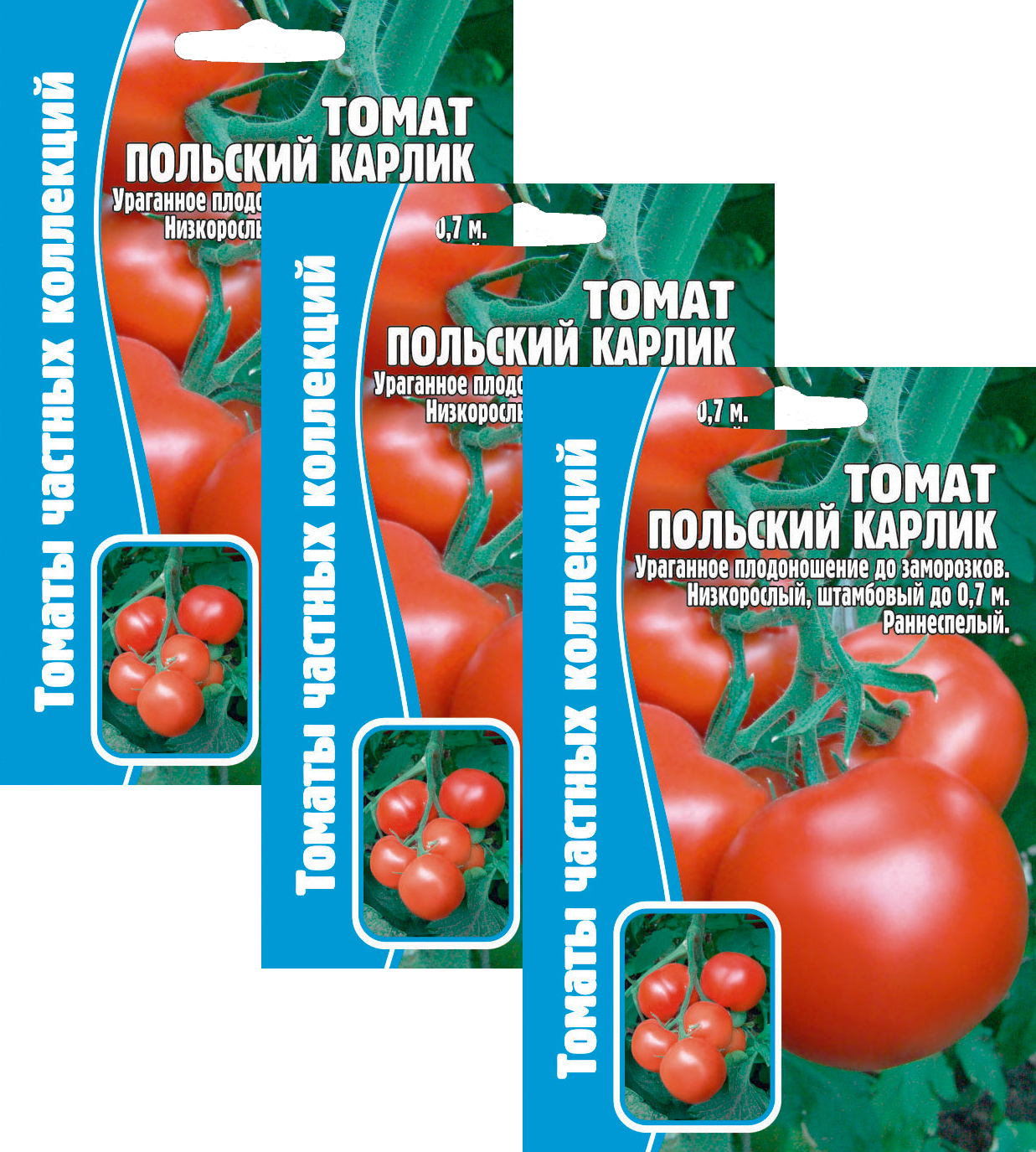 Польский карлик томаты