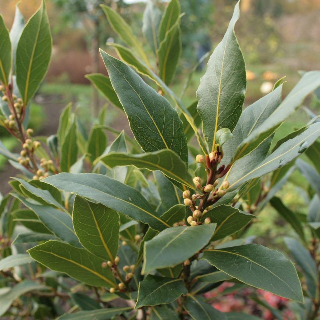 Laurus Nobilis