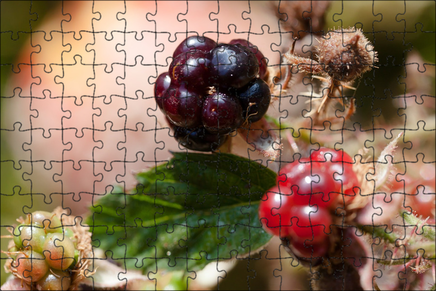 Каманика фото ягода Магнитный пазл 27x18см."Ежевика, rubus sectio rubus, дикий" на холодильник - куп