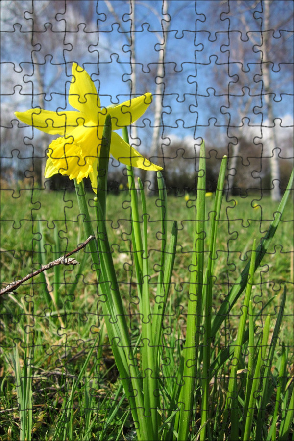 Free Images : nature, grass, outdoor, white, meadow, leaf, floral, green, botany