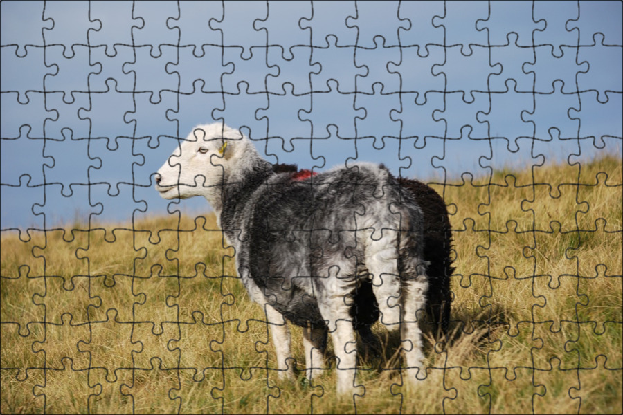 The sheep in the field
