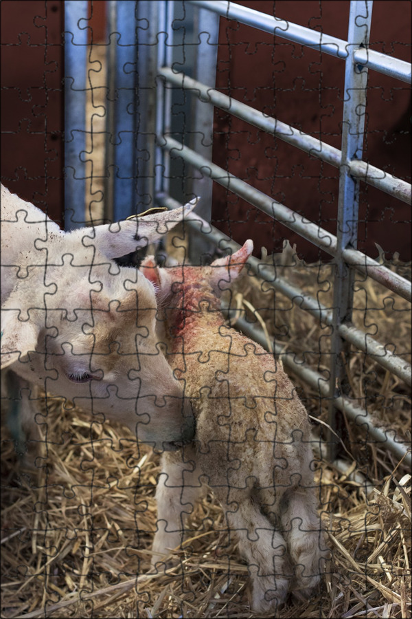 Теленок ягнята. Новорожденный ягненок фото. Calves and Lambs.