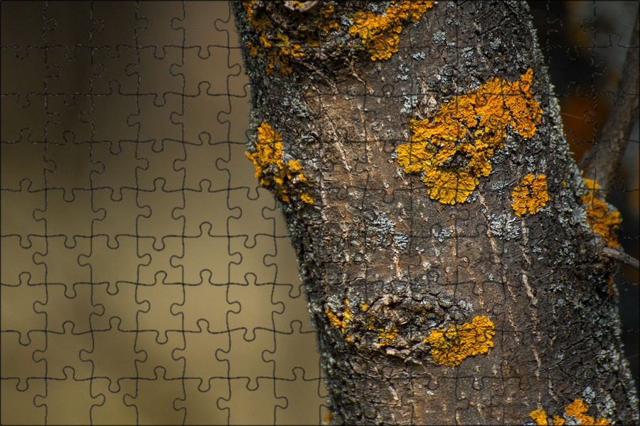 Tree Lichen Wood - Natural Outdoor Home Decor