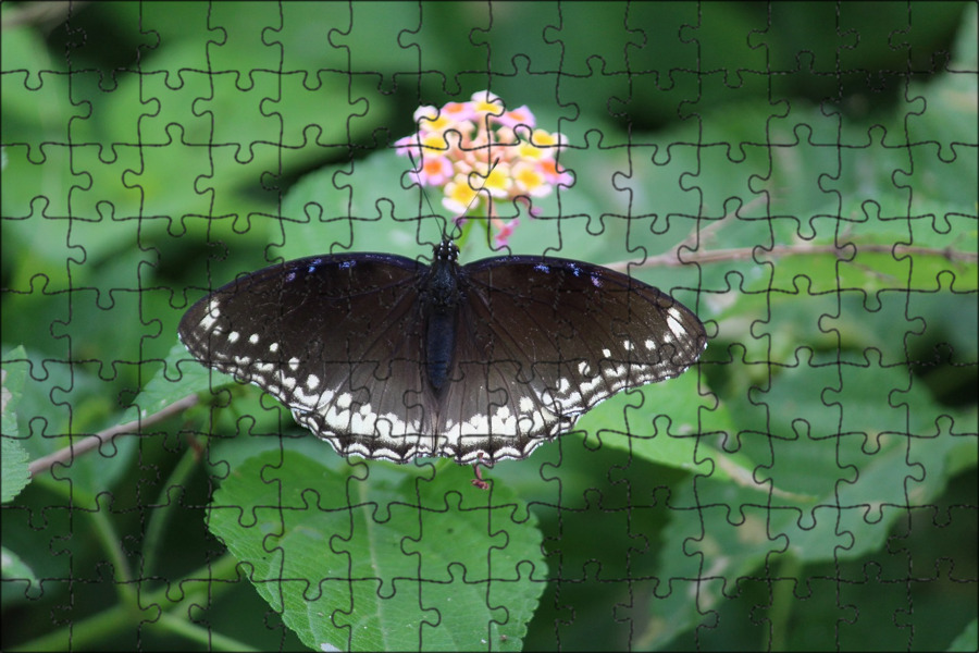 Черные бабочки 1. Парусник Кочубей бабочка. Черный Махаон бабочка. Белая бабочка с черной окантовкой. Черная бабочка с белой каймой.