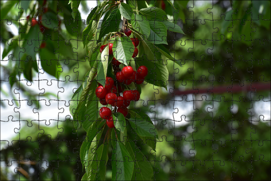 Вишня кустарниковая. Молодая вишня дерево. Вишня шоколадница дерево. Вишня молодежная опылители. Вишня шоколадница высота дерева.