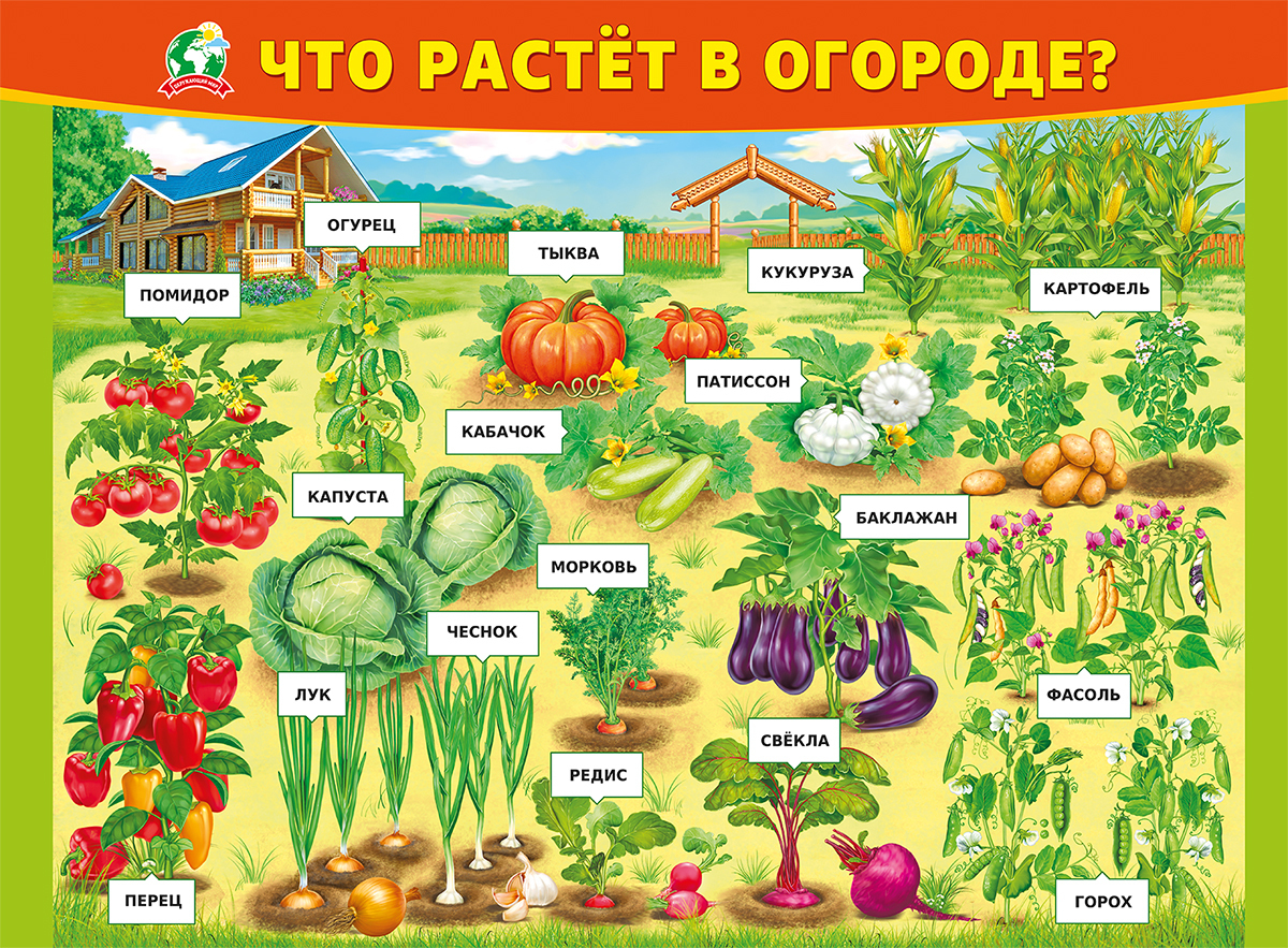 семена овощей картинки для детей с названиями