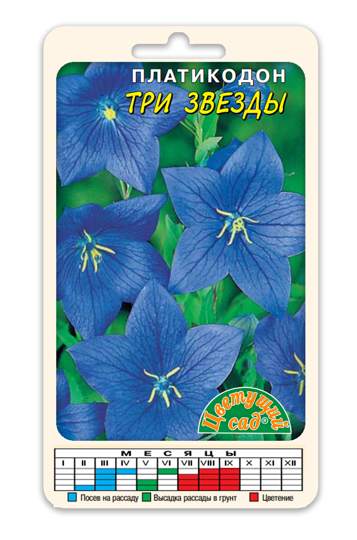 Платикодон отзывы. Платикодон голубой.