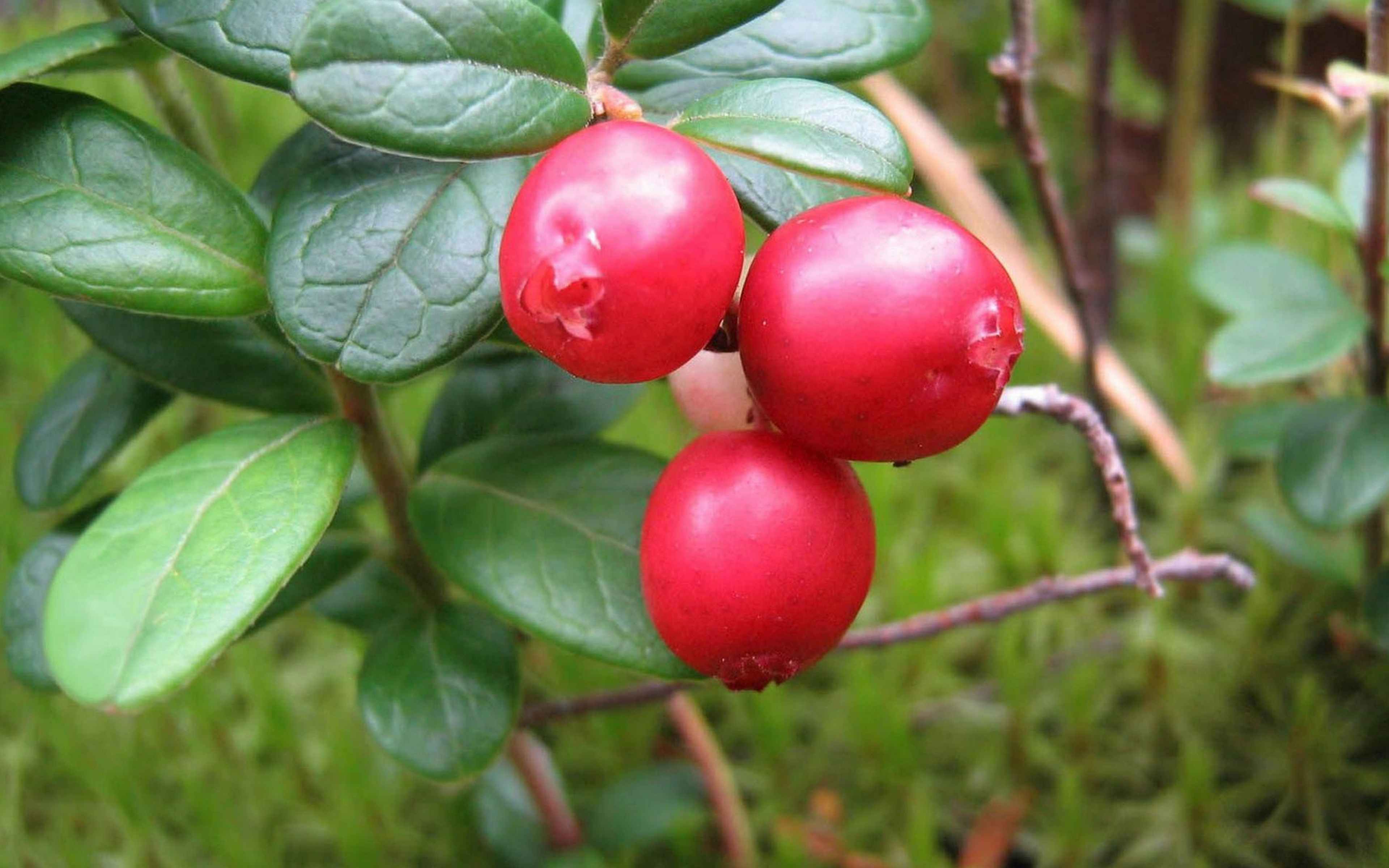 Cowberry перевод. Брусника ягода. Брусника лекарственная. Ягоды и листья брусники. Брусника лист.