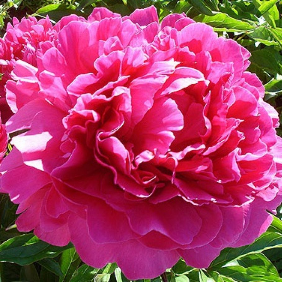 Гаршинка пионы. Гаршинка пионы. Пион молочноцветковый зе фаун. Пион мутабилис плена. Пион неоновое повторение.