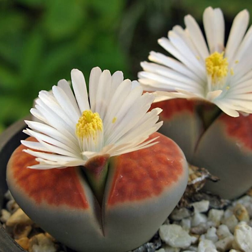 Lithops optica CV rubra