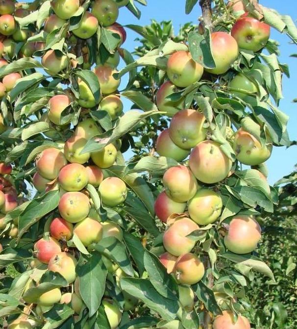 Колоновидные яблони для сибири сорта фото