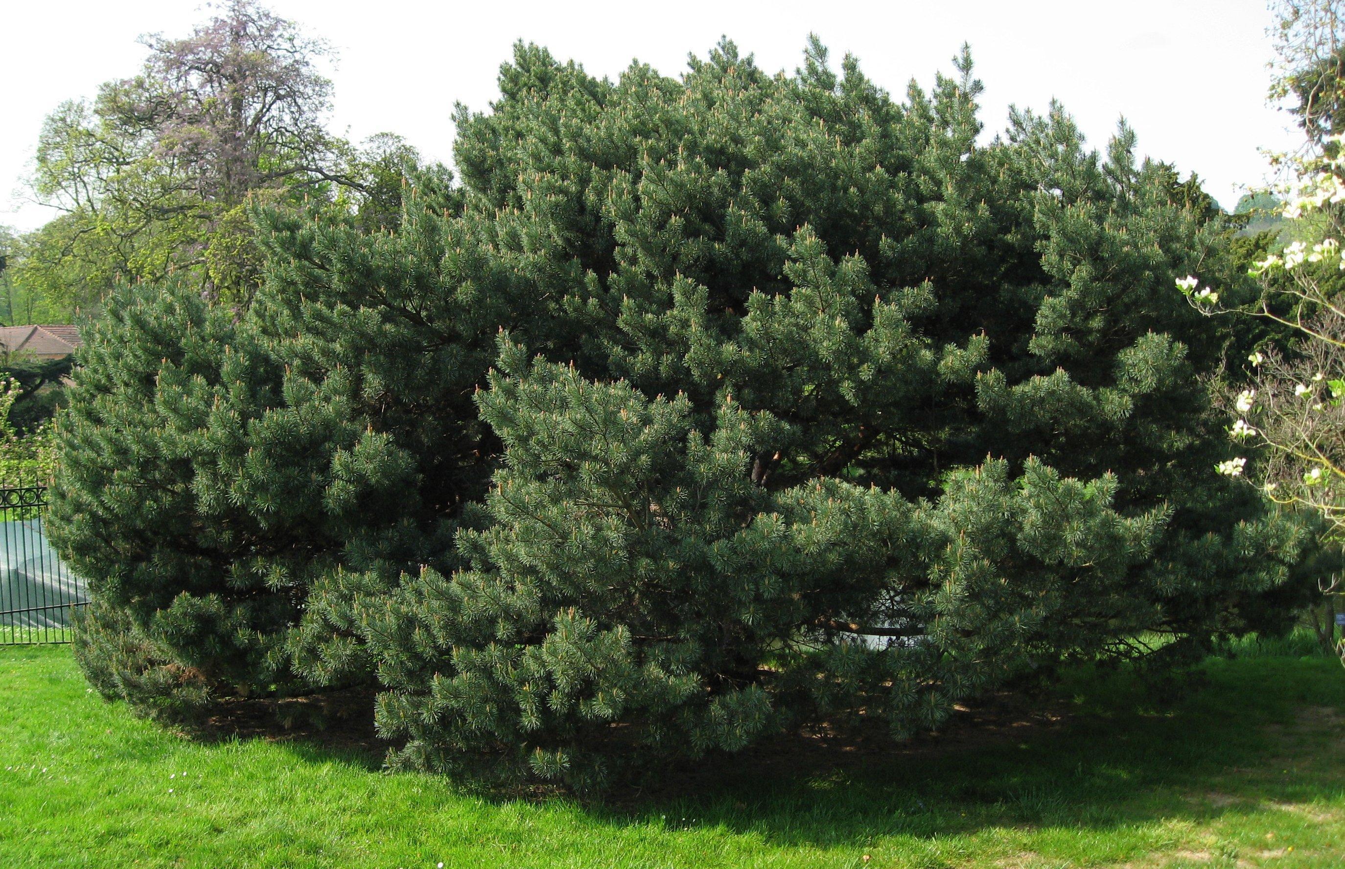 Сосна ватерери купить. Pinus Sylvestris Watereri. Сосна обыкновенная Ватерери. Pinus Sylvestris (сосна обыкновенная) "Watereri". Сосна Сильвестрис Ватерери.