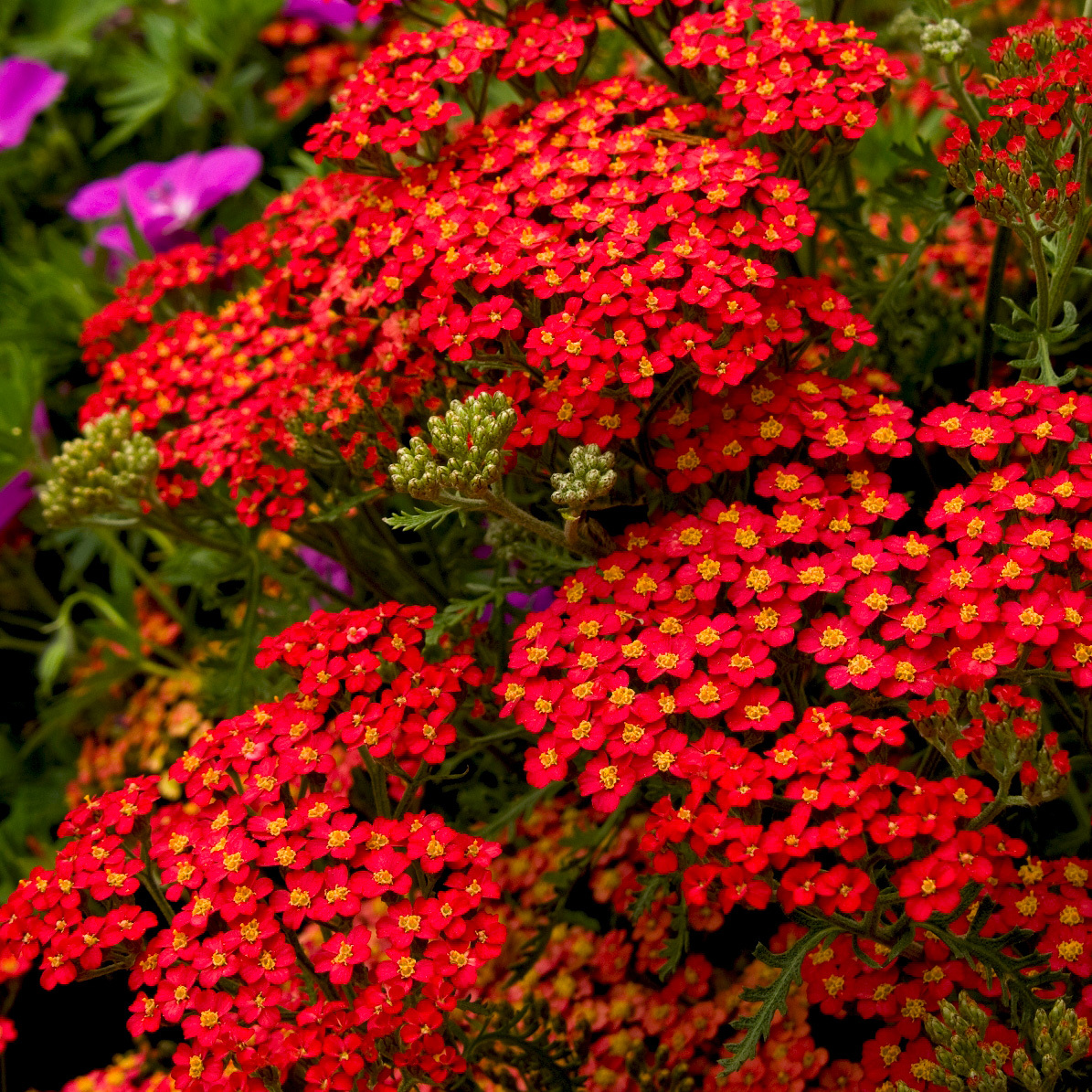 Красные цветы многолетники фото и названия