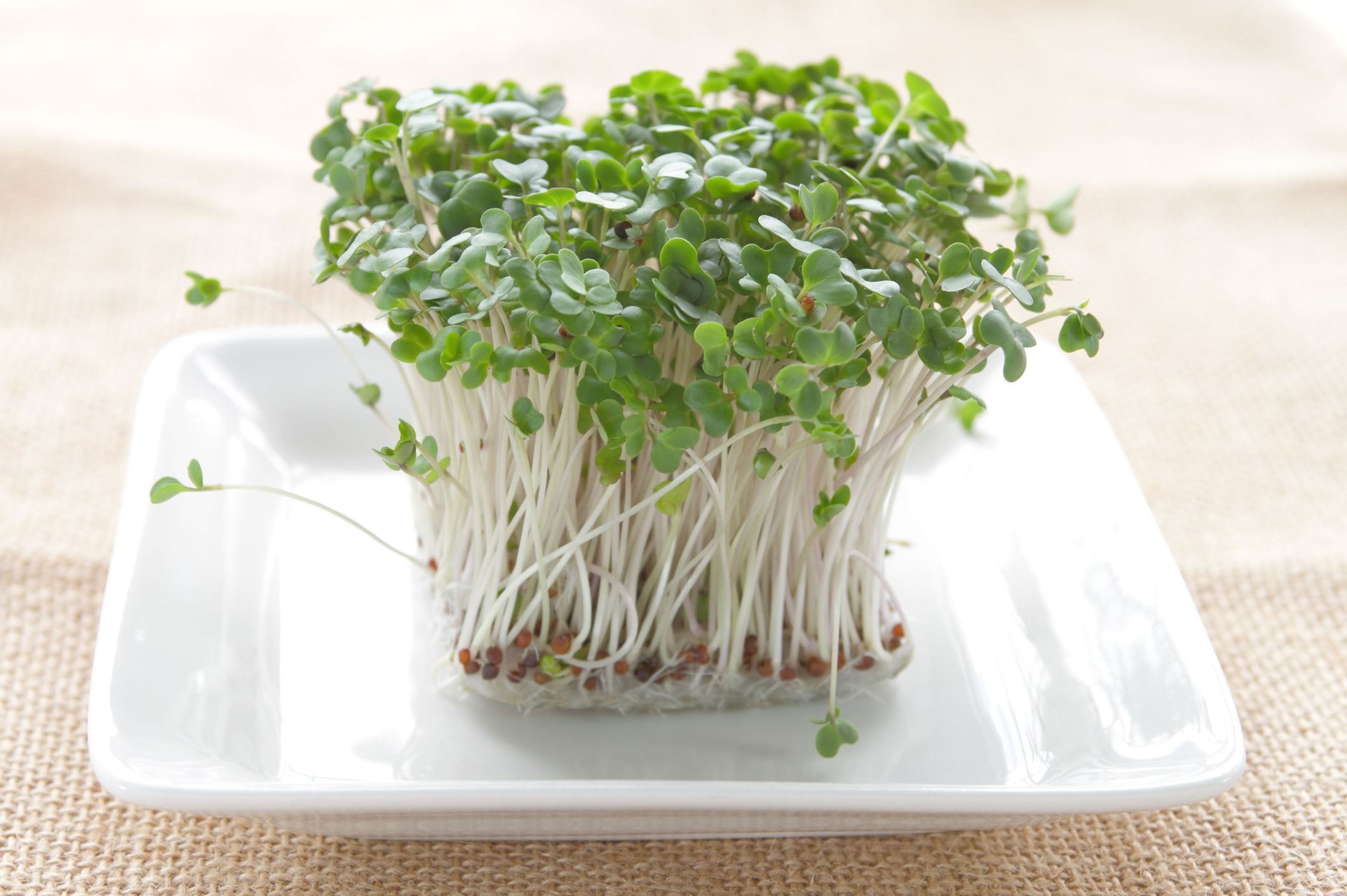 Broccoli Sprouts Купить