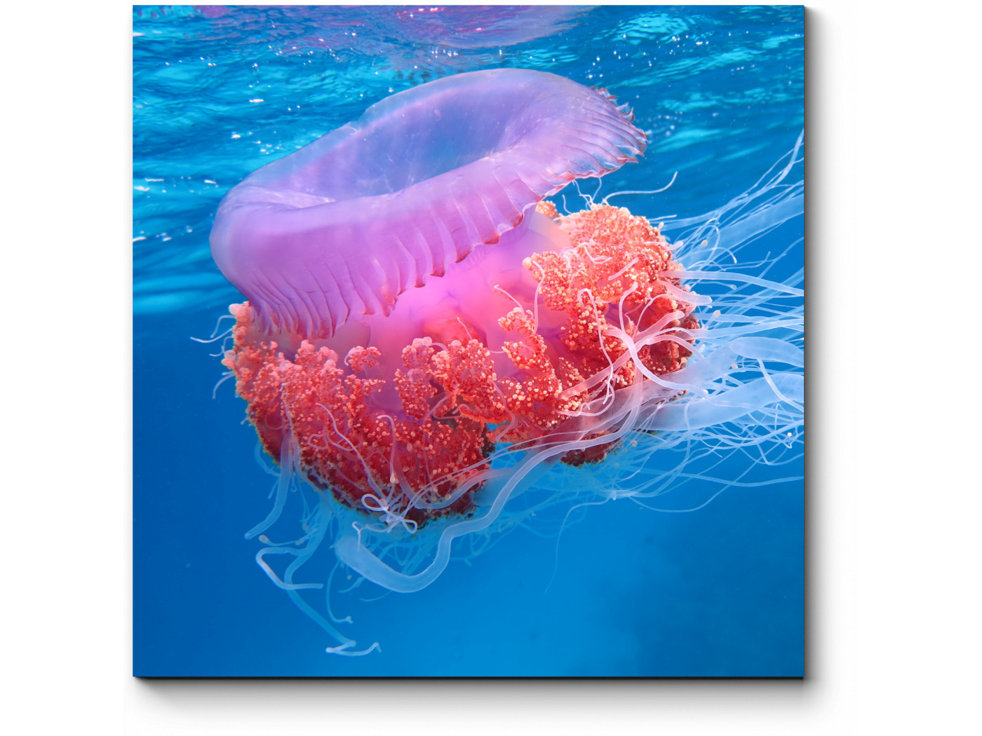 Кишечнополостные медузы