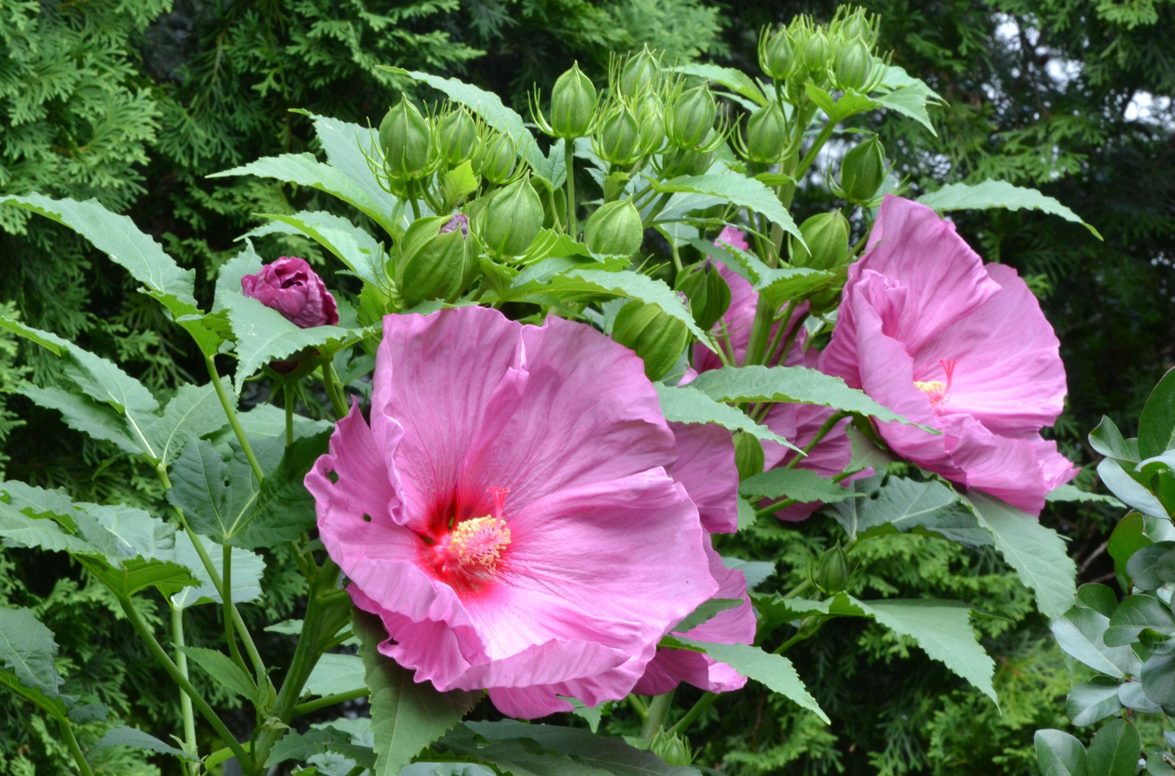 Купить Семена Гибискуса На Озон