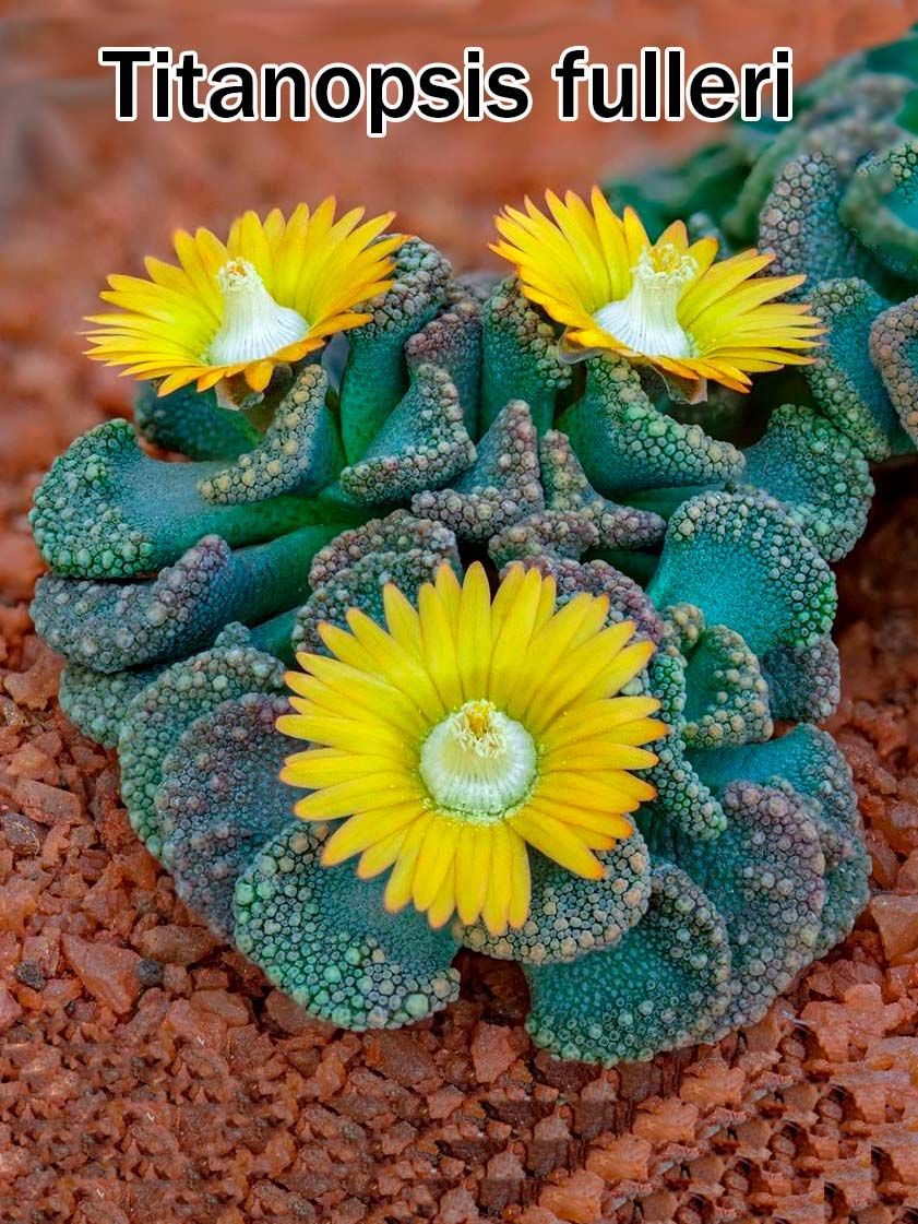 Суккулент Titanopsis fulleri набор для выращивания (семена, грунт, горшочек, инструкция по посеву).