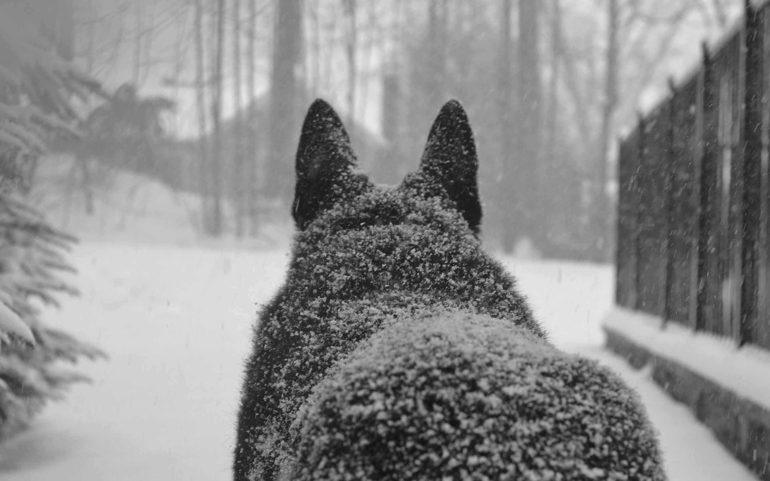 Новогодние черно белые фото. Чёрный волк в снегу. Волк со спины. Уходящий волк. Зима.