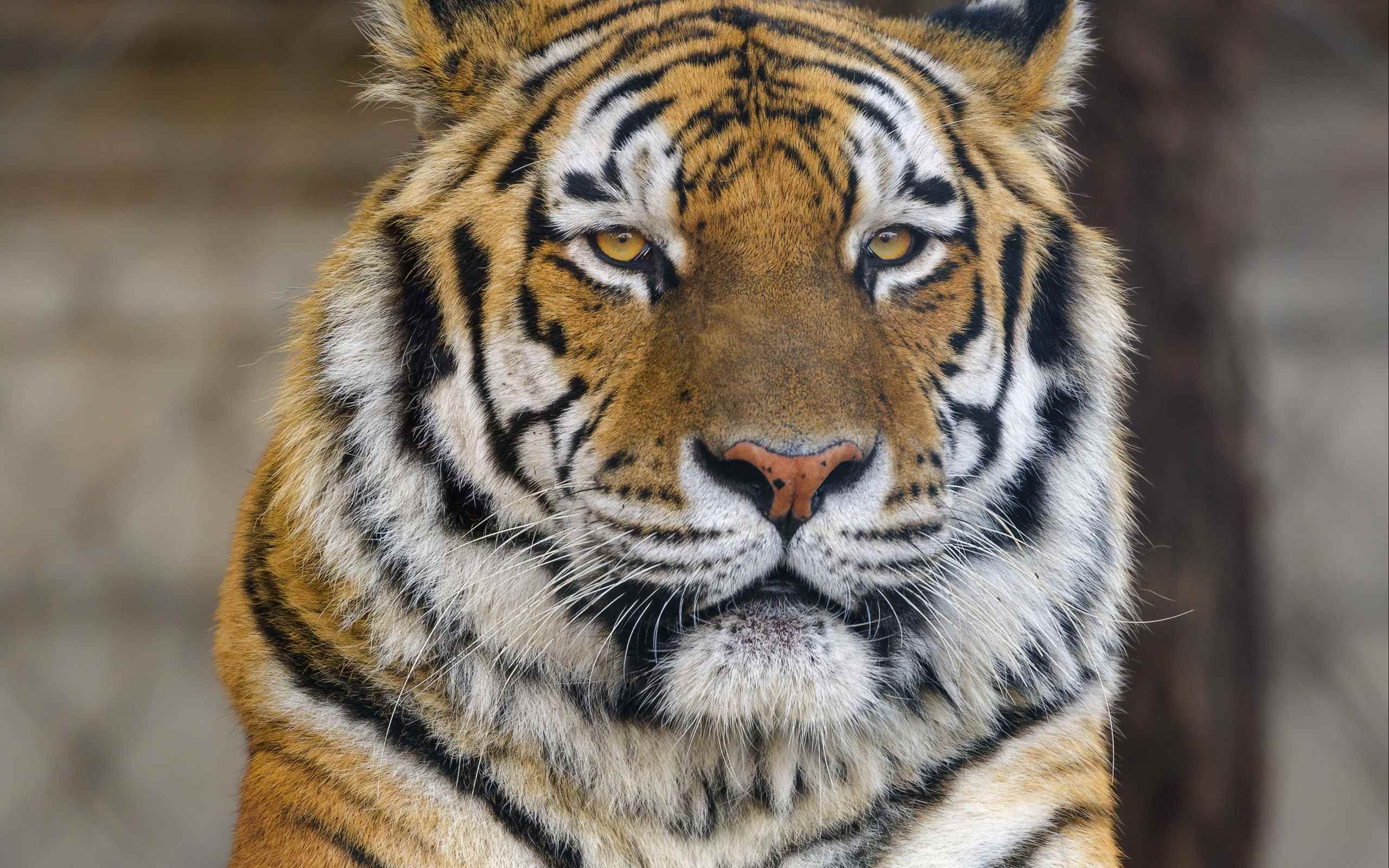 Тайгер 10. Тигр лапа. Лапа тигра обои. Хищные животные фото на заставку. Лапа хищной кошки.