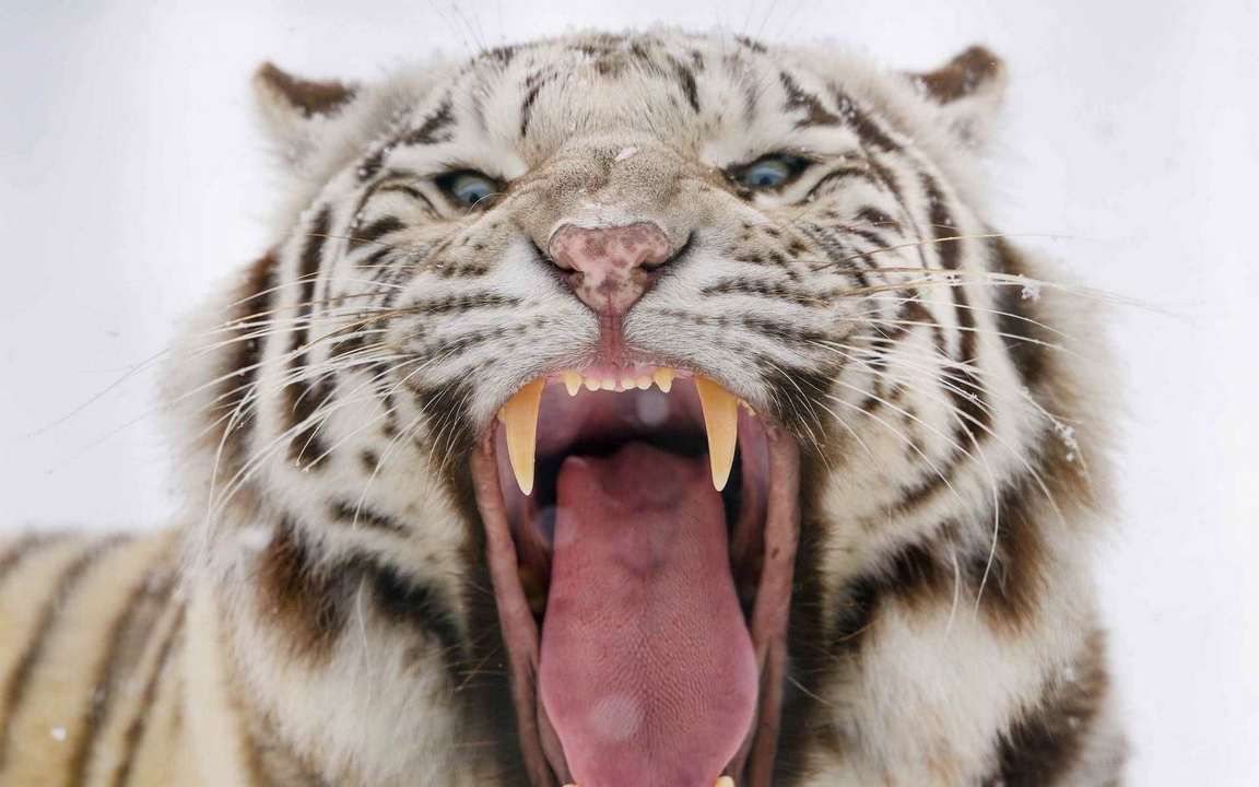 Тигр рык