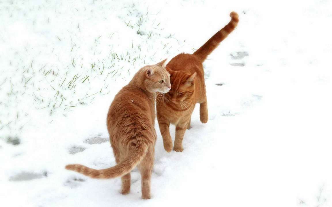 Снег и котик