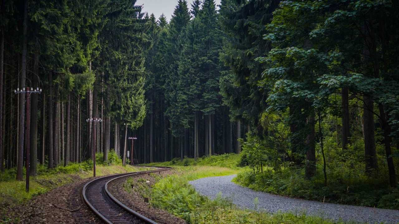 Дорога в лесу