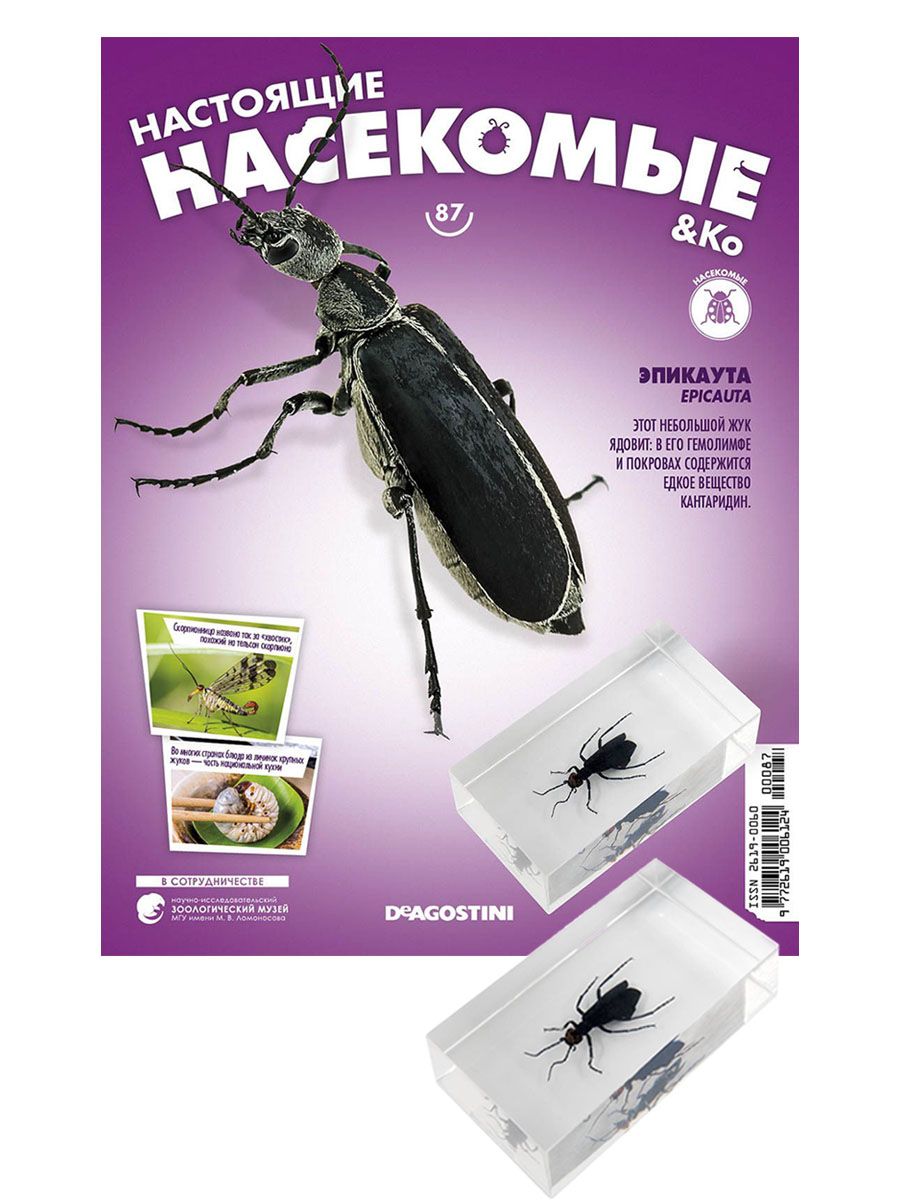 Настоящие насекомые и ко деагостини. Журналы деагостини насекомые. Коллекция насекомых деагостини. Журналы деагостини насекомые. Настоящие насекомые и ко деагостини.