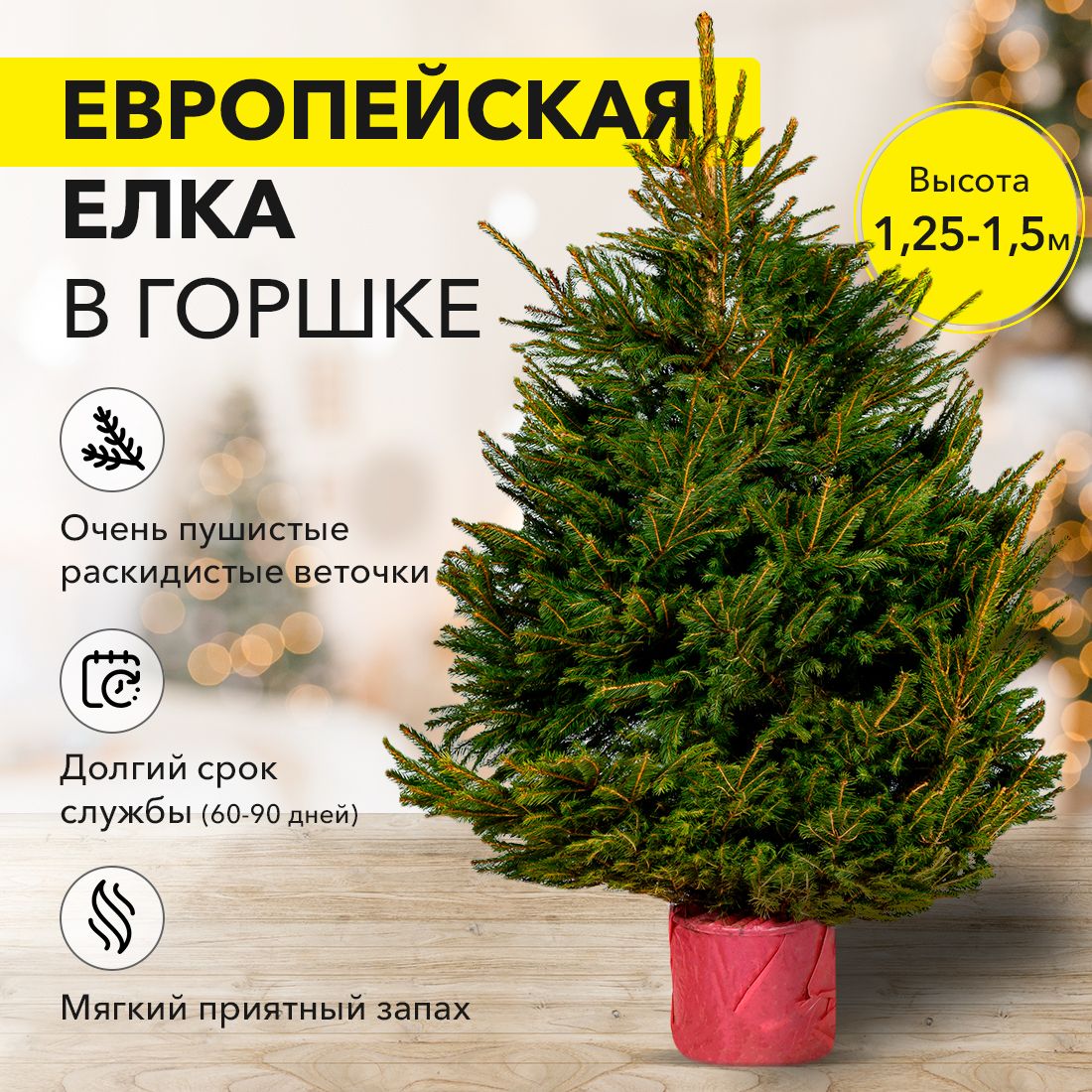 Европейская новогодняя елка в горшке 1.25 - 1.5 м - купить с доставкой по  выгодным ценам в интернет-магазине OZON (399594020)