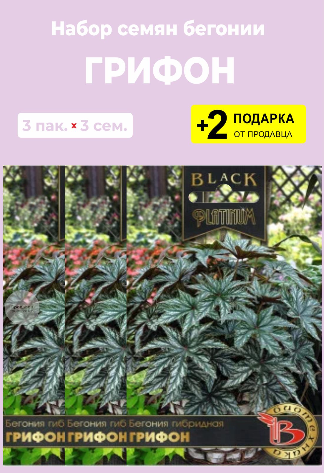 Бегония Грифон Семена Купить