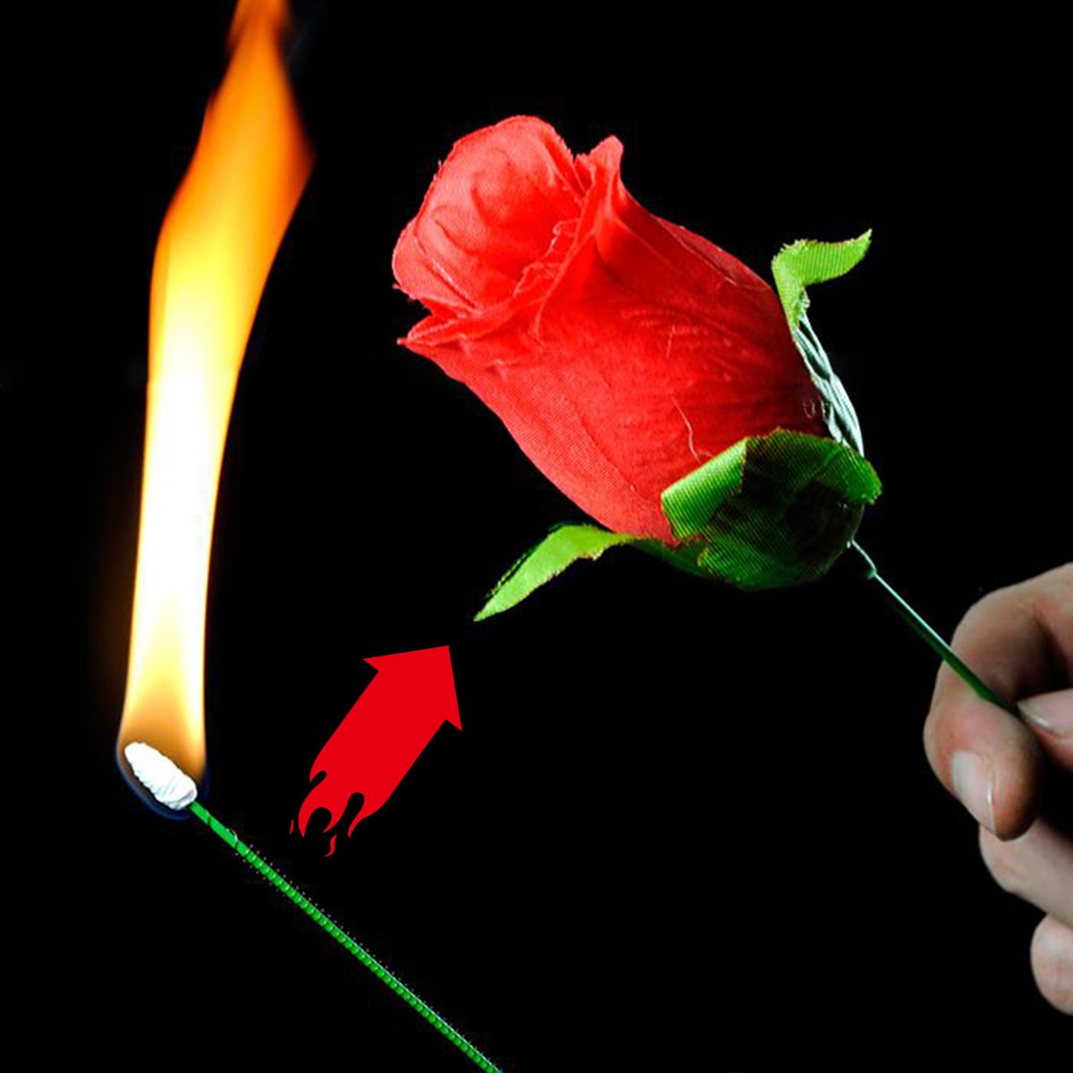 Burning rose