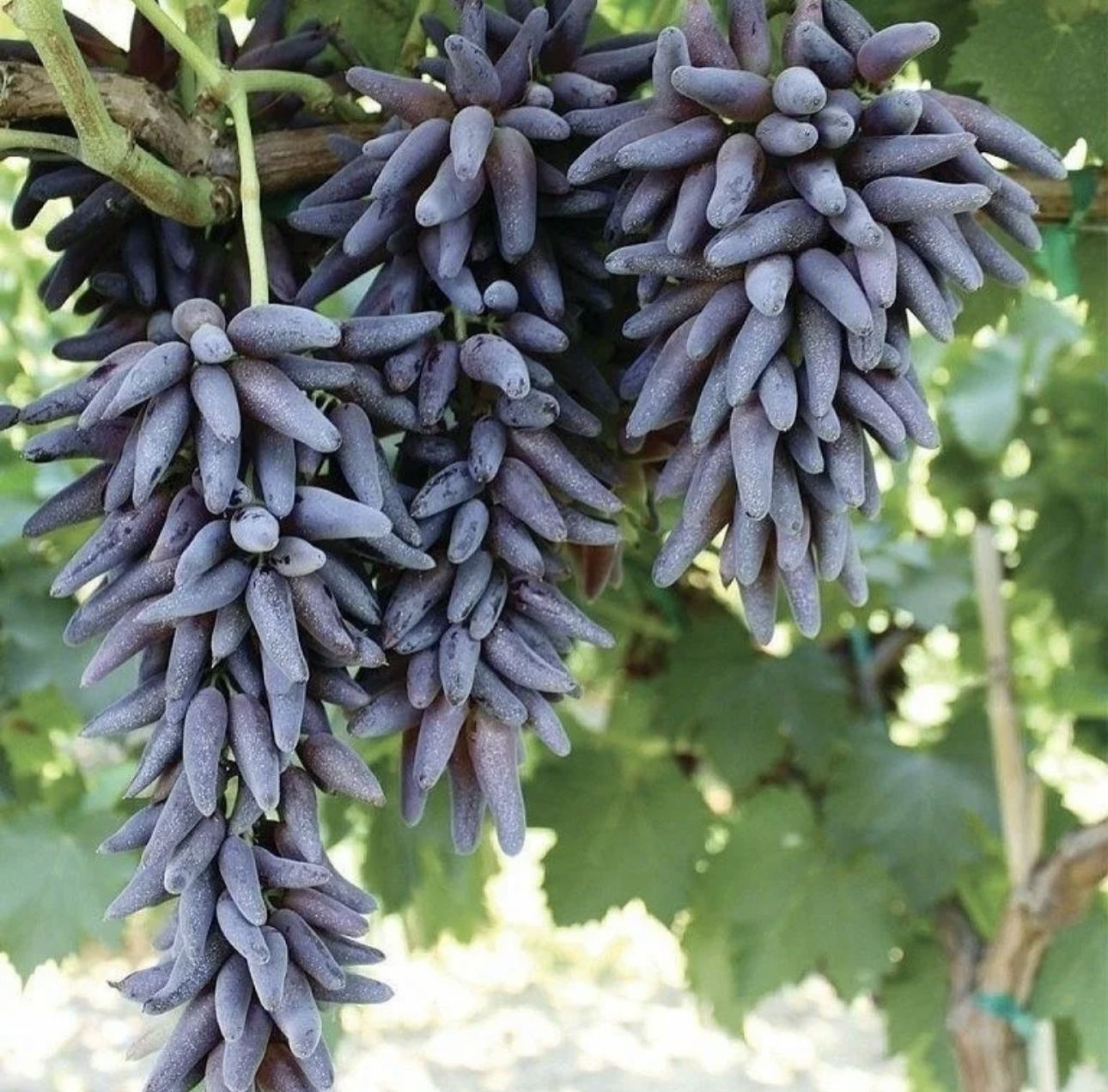 виноград по алфавиту фото