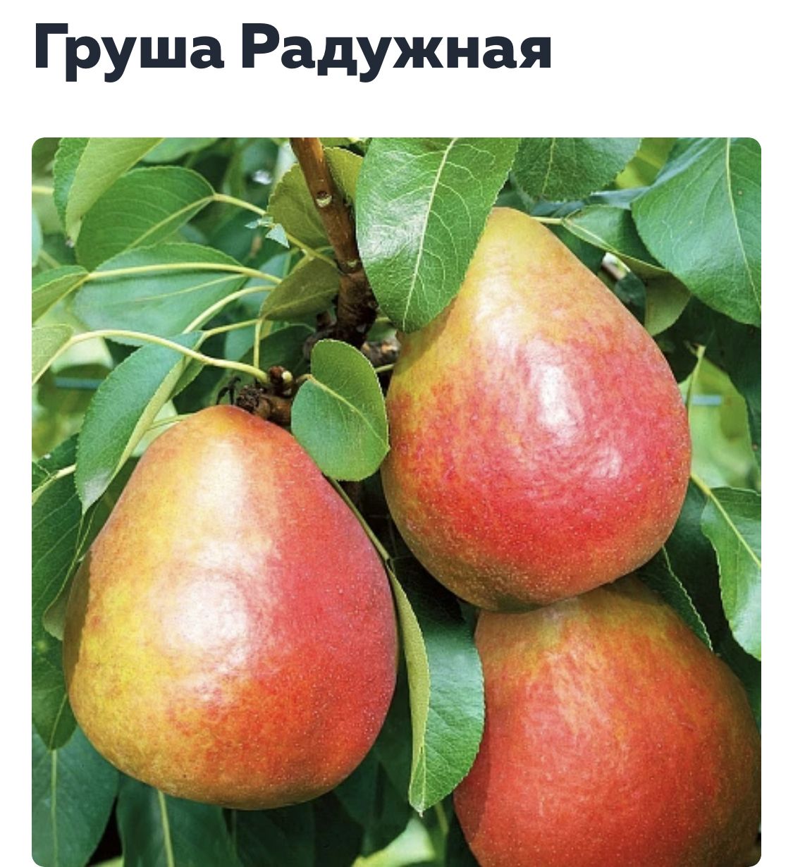 Груша радужная описание фото