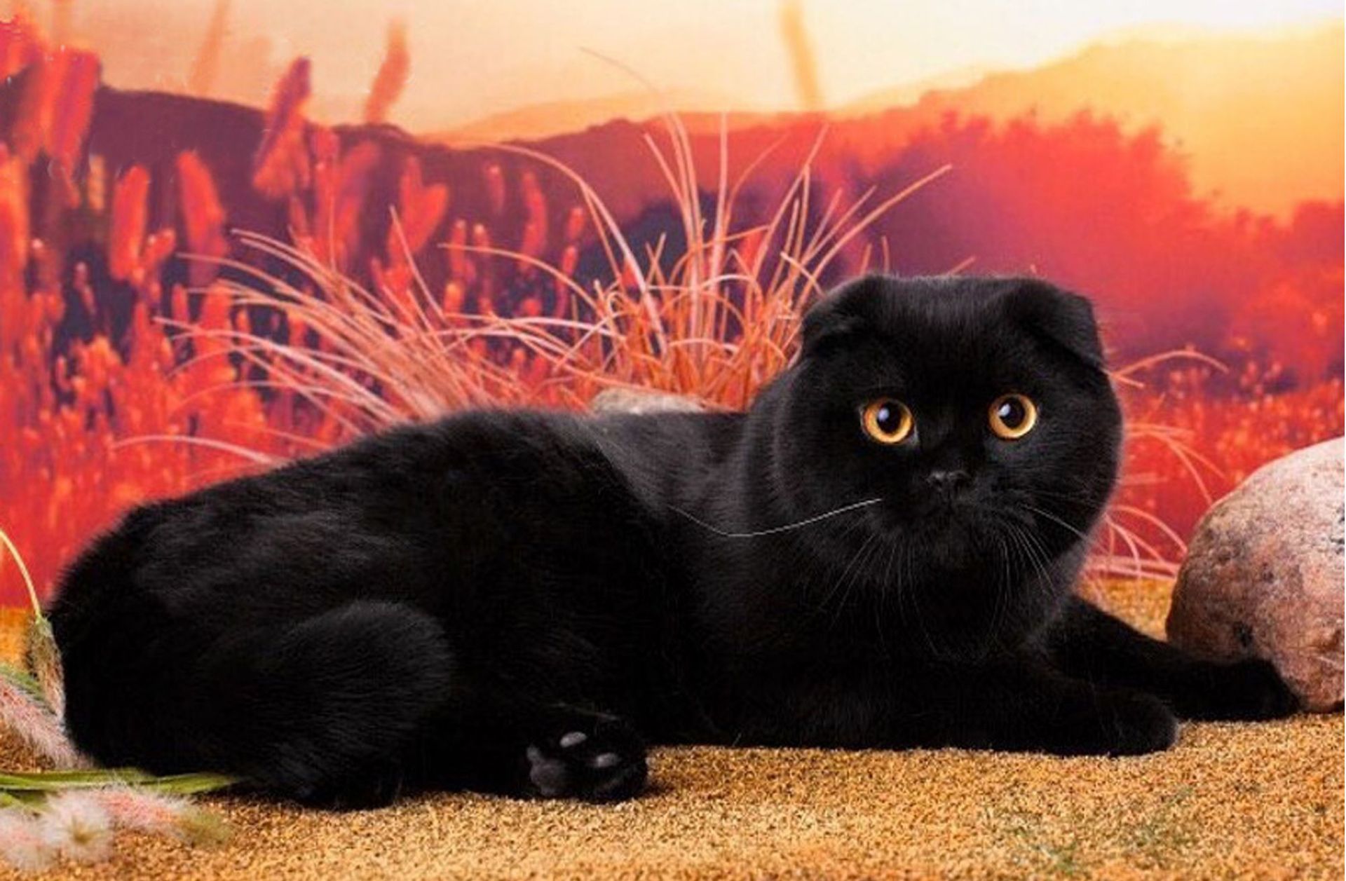 Чёрная вислоухая кошка с жёлтыми глазами