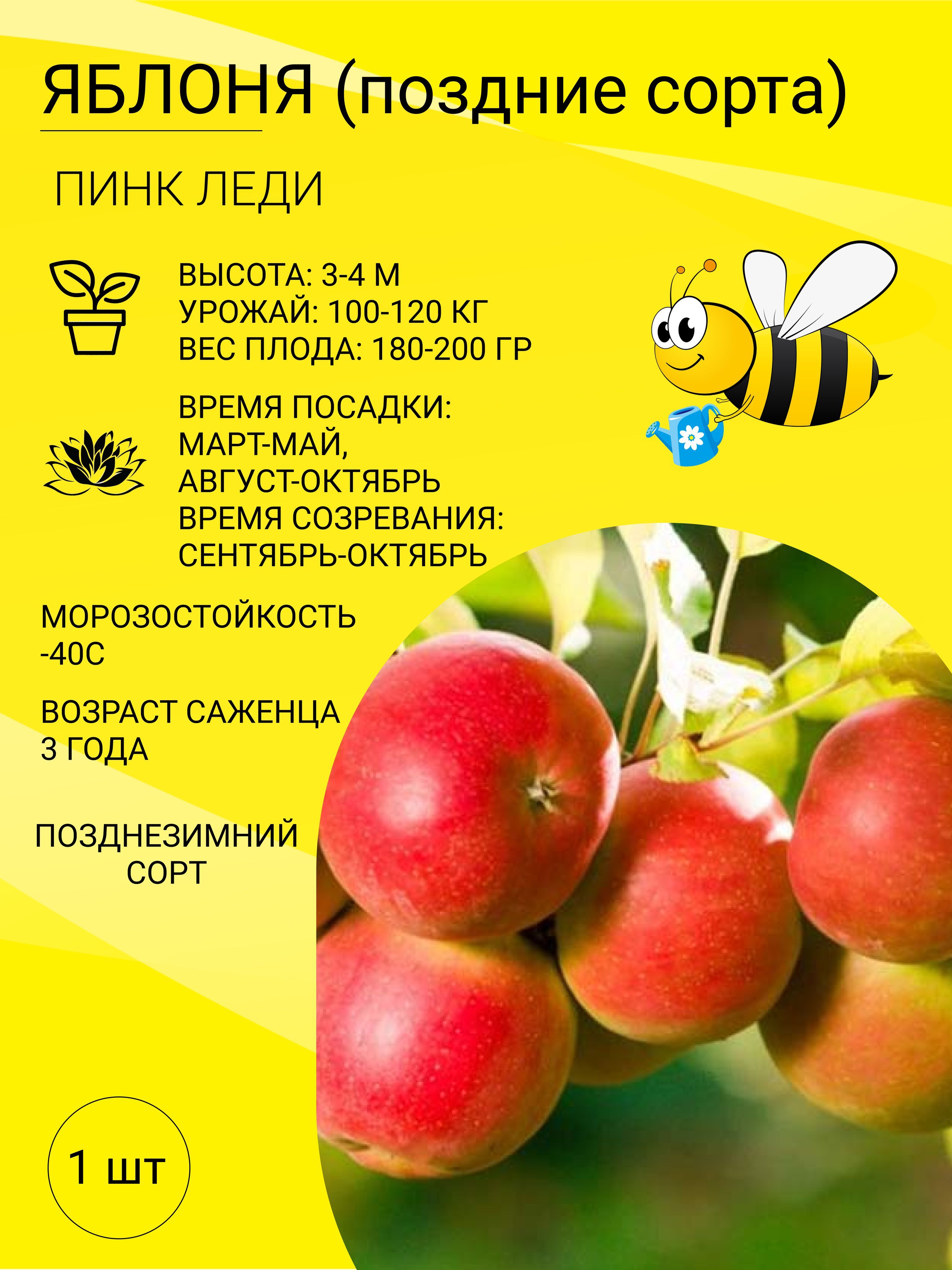 Купить Саженцы Яблони Пинк Леди