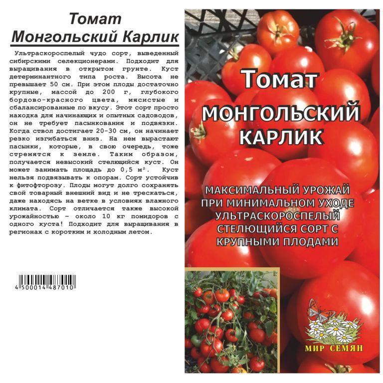 Сорт помидора монгольский карлик отзывы