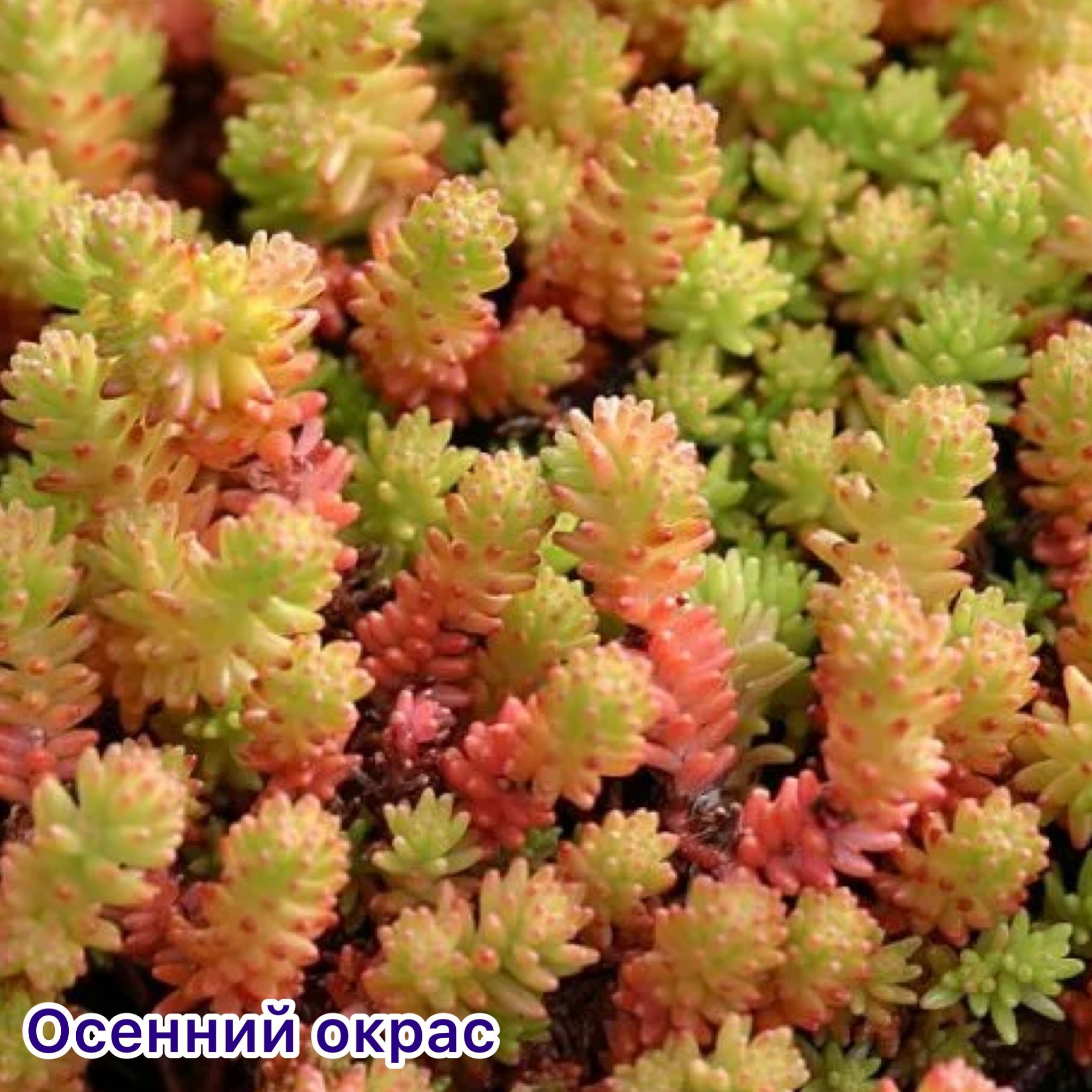 Очиток морская звезда. Sedum sexangulare – Очиток шестирядный. Очиток Винтер лимон. Очиток Sedum spurium 'Tricolor'.