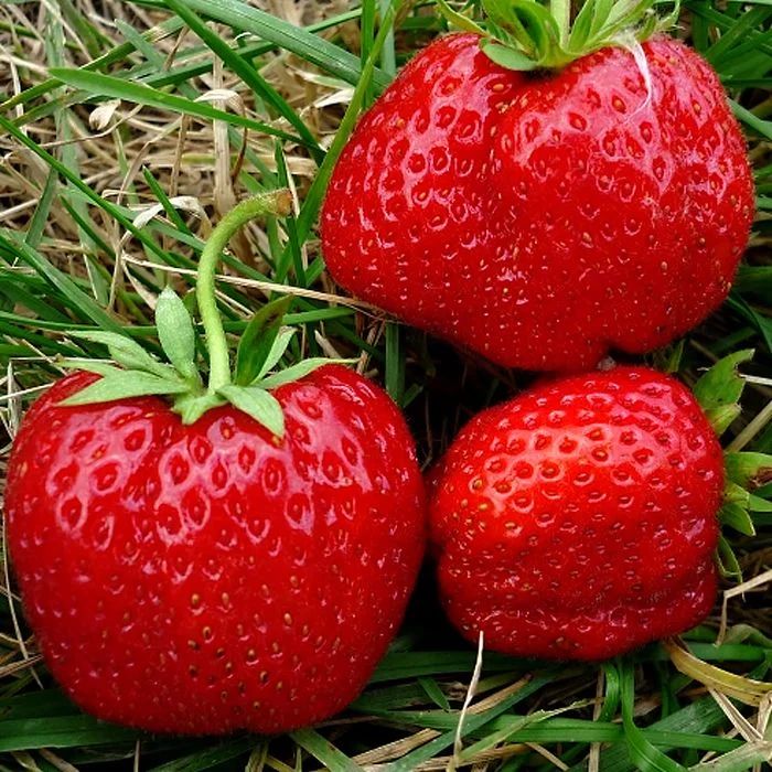 Клубника Юния Смайдс