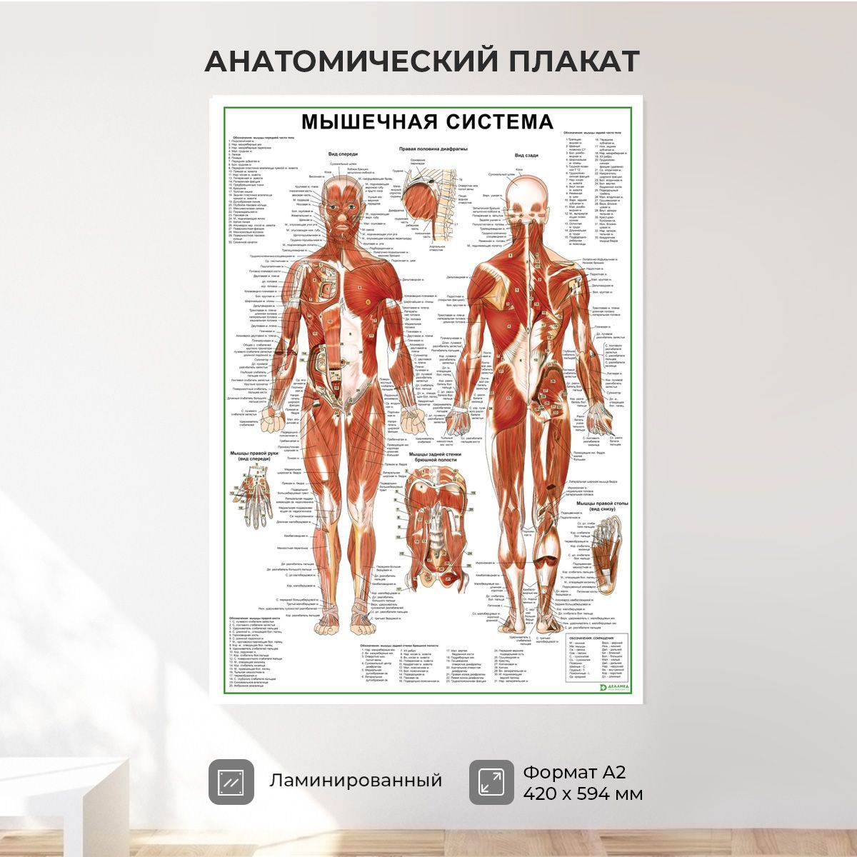 Обучающий медицинский плакат анатомия Мышечная система А2