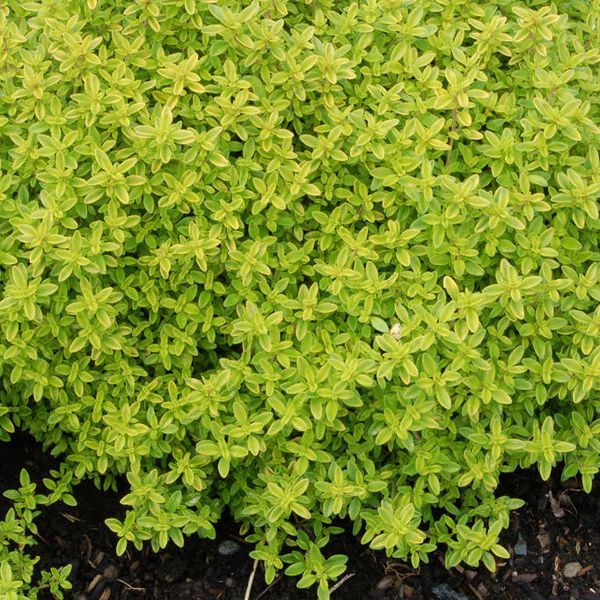 Тимьян ползучий лимоннопахнущий. Тимьян лимоннопахнущий (thymus citriodorus `doone valley`). Тимьян лимоннопахнущий golden king. Тимьян лимоннопахнущий. Тимьян bertram anderson.