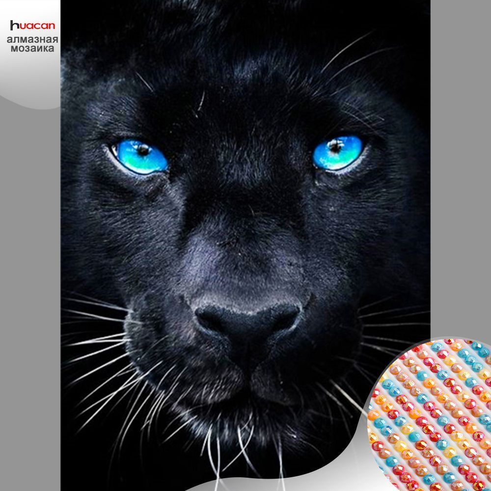 Тигр меланист. Она пантера я ее все. Пантера самка. Пантера обложки альбомов. Грация пантеры.