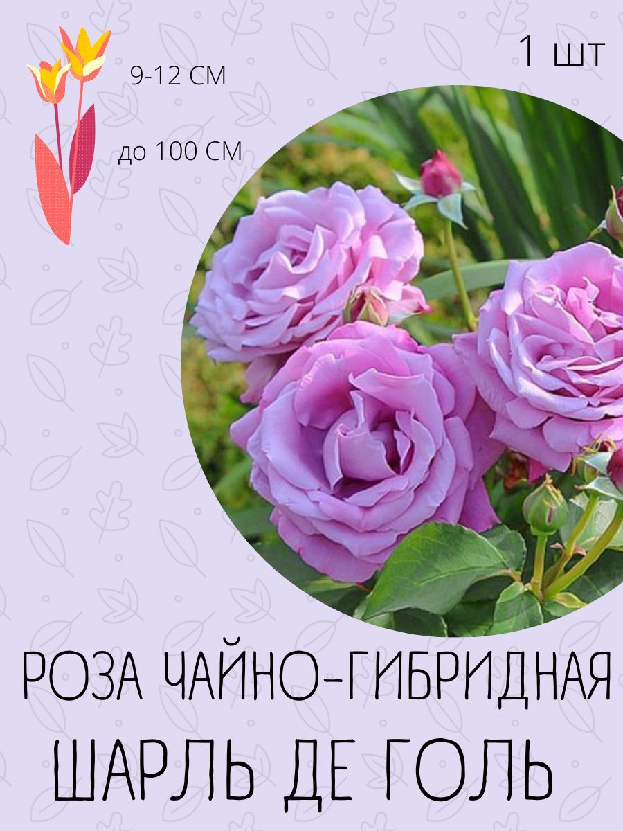 Купить Розы В Костроме Цены